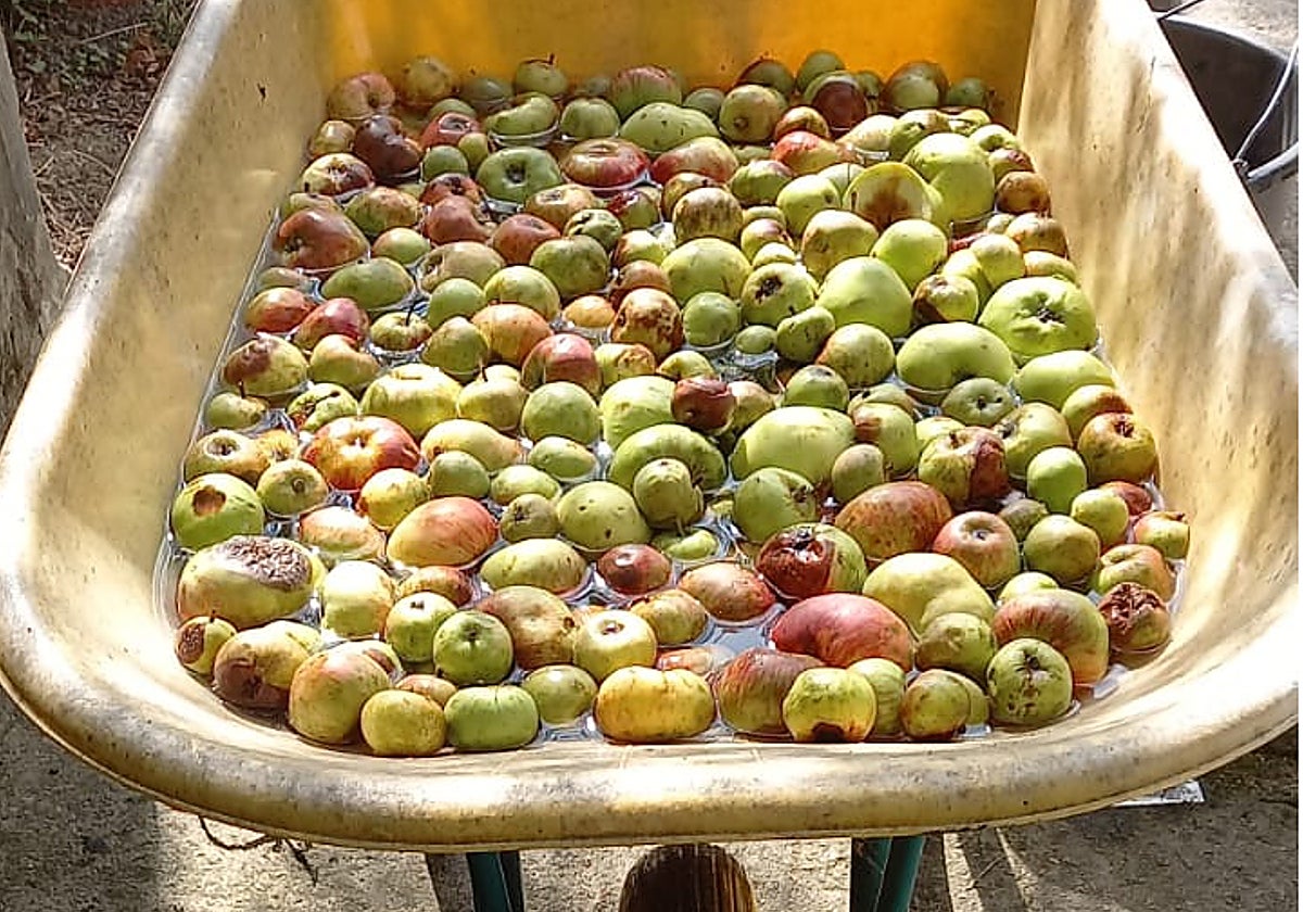 Carretilla llena de manzanas para lavar.