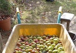 Carretilla llena de manzanas para lavar.