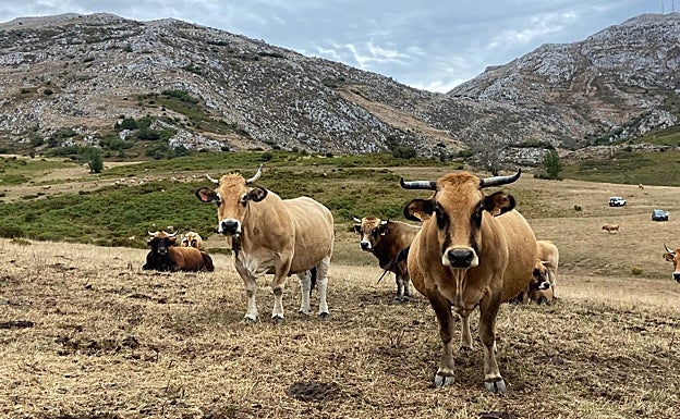La campa de Alba, en Quirós, reseca. Lo verde es matorral.