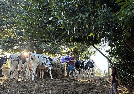 Pablo Bueno pone un saco de pienso a sus vacas 'secas' junto con un paquetón de paja en su explotación de Corniella (Tineo), mientras su hija mayor le observa.