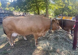 Uno de los ejemplares de Ganadería Hortal, en la feria de San Martín del Rey Aurelio
