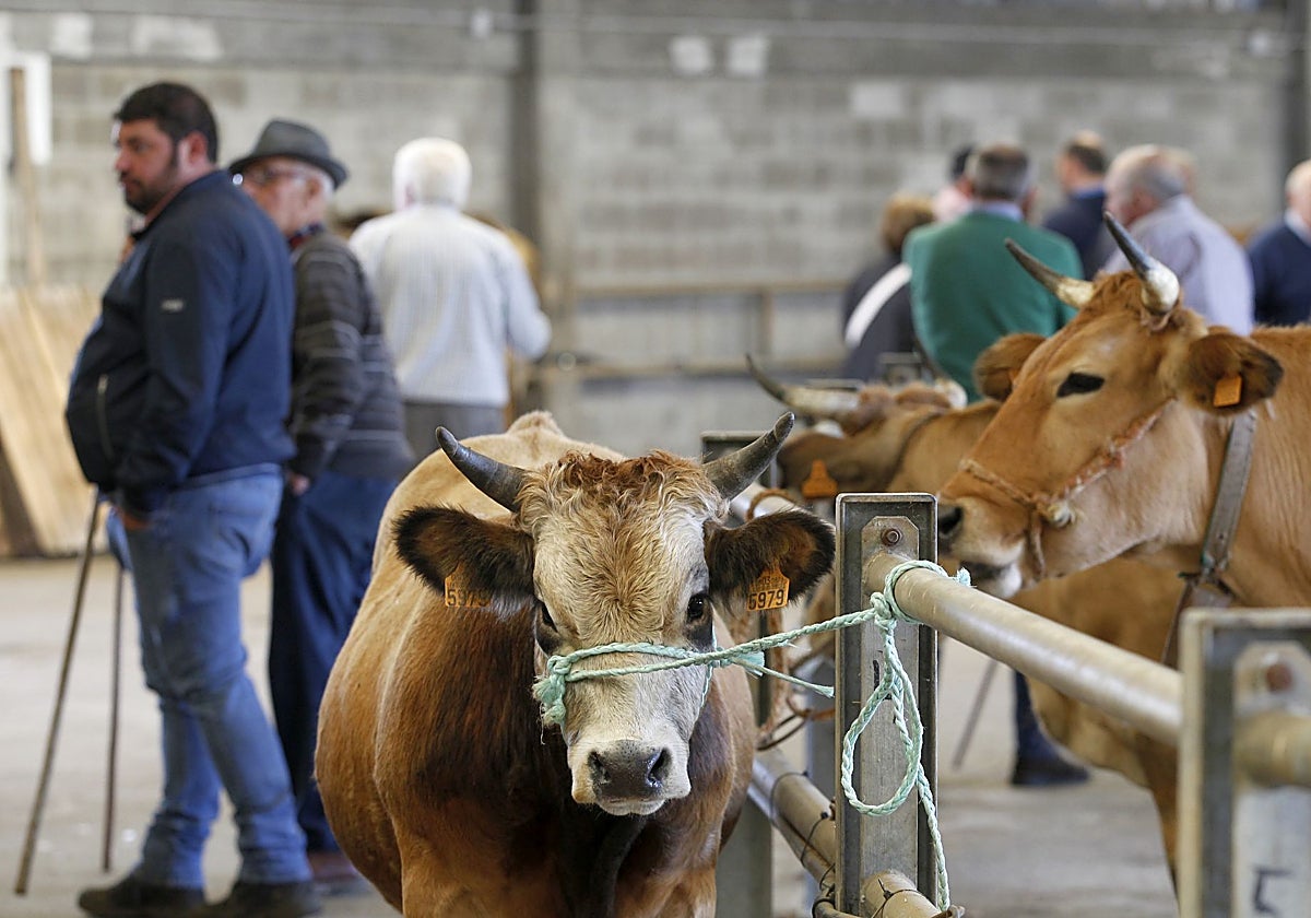 Mercado de ganados de Grado.