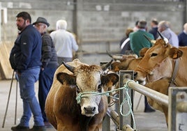 Mercado de ganados de Grado.
