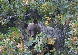 Un oso se alimenta de frutos en un bosque de Asturias.