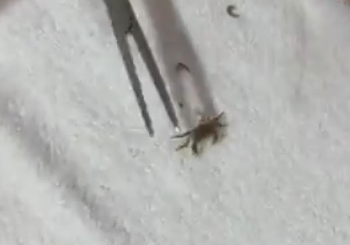 El pequeño cangrejo sobrevivió a la extracción.