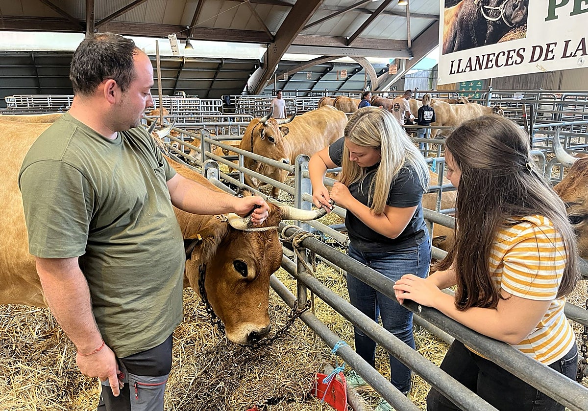 Una familia cuida una vaca para participar en el certamen ganadero de Agrosiero.