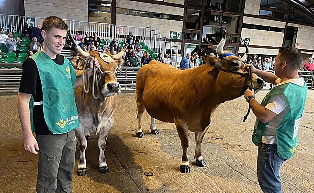 Algunas de las reses ganadoras del certamen en Pola de Siero.