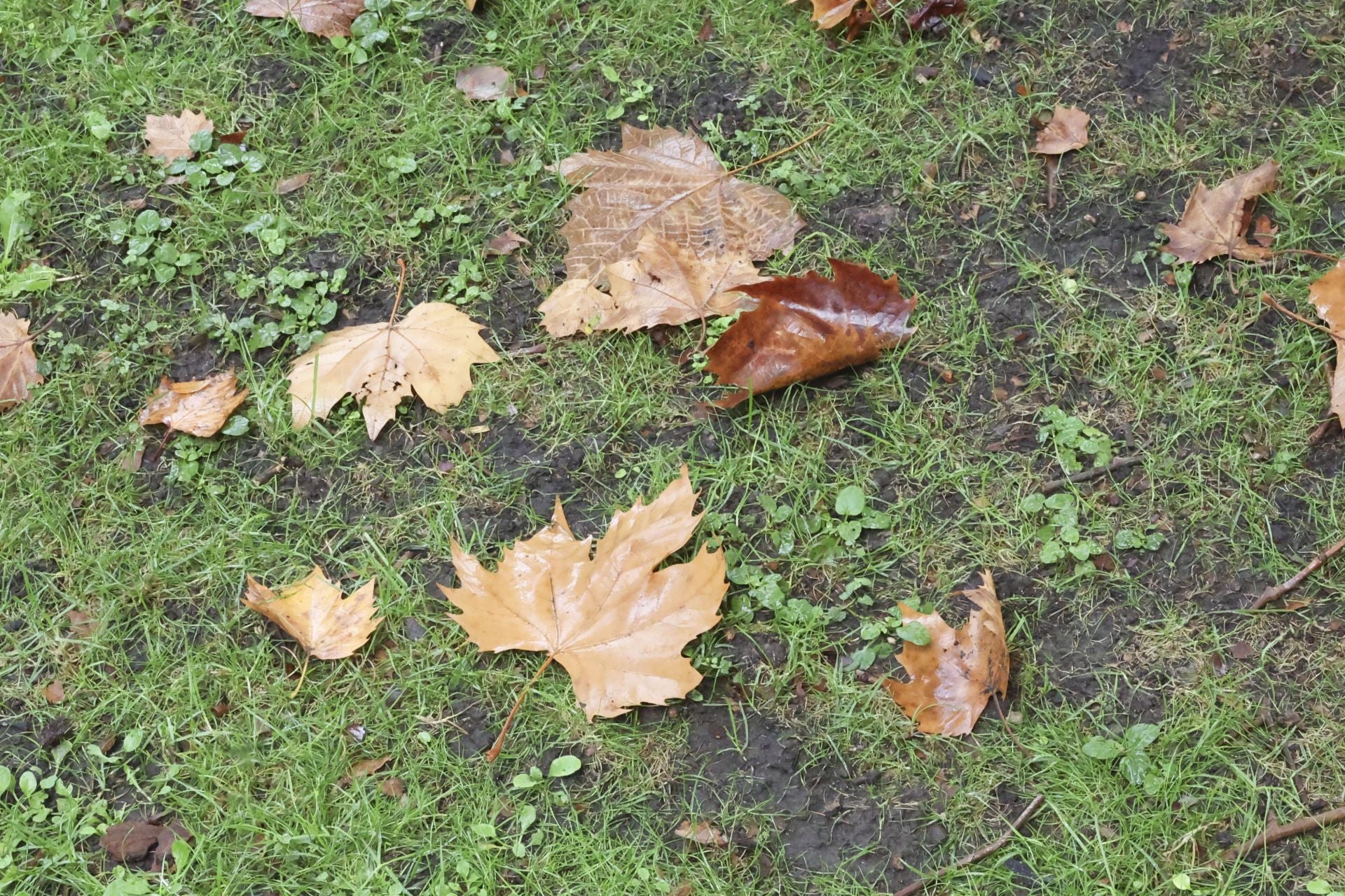Lluvia, frío y viento: las imágenes de cómo Asturias da la bienvenida al otoño