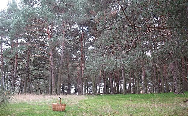Las rutas de senderismo micológico visitarán varios tipos de bosques en los que proliferan distintas setas: hayedos, pinares, bosques mixtos...