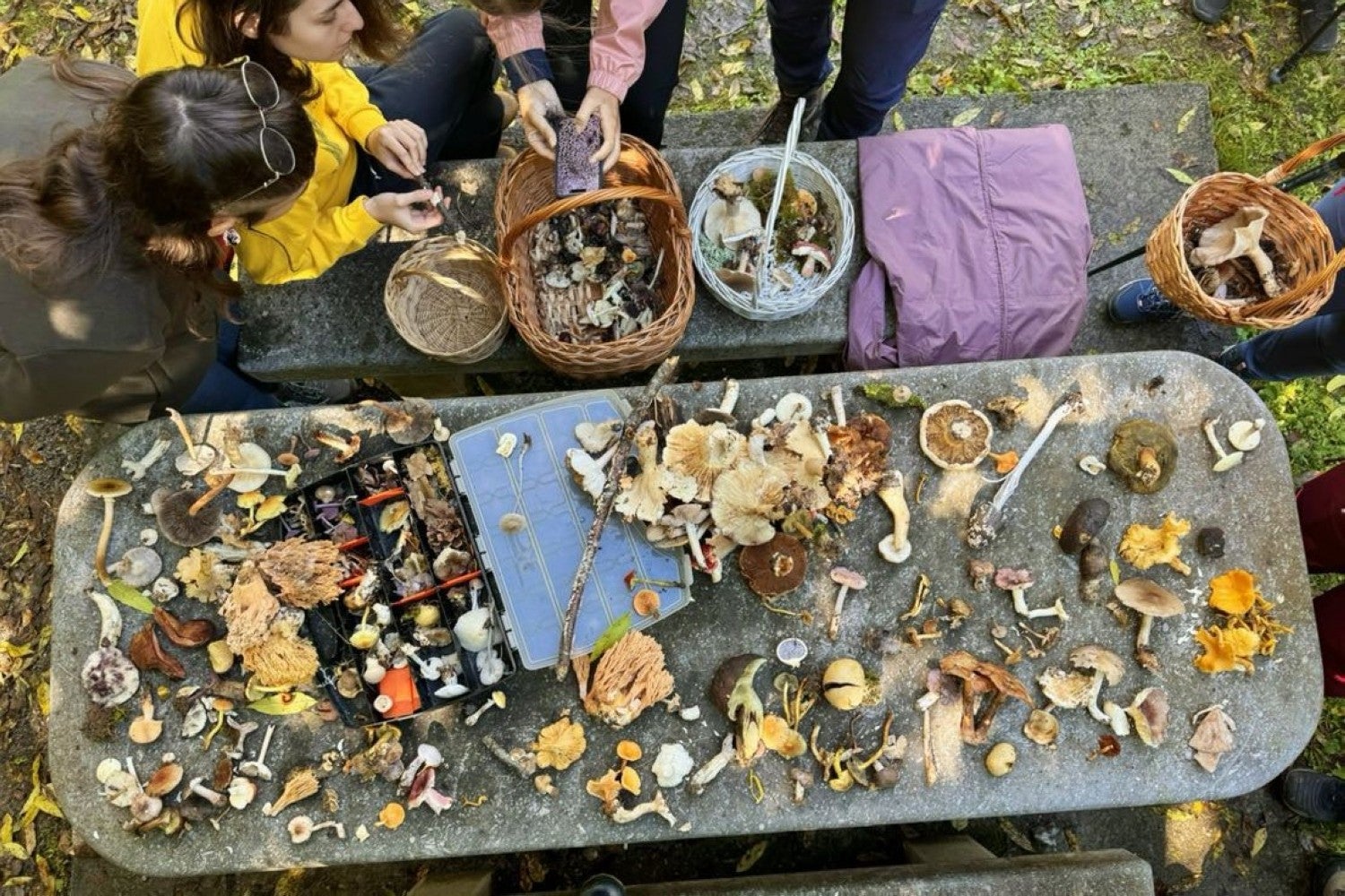 Tras una caminata de un par de horas recolectando setas, la segunda parte de las salidas micológicas consiste en clasificar y aprender de lo recolectado.