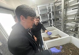 El consejero Borja Sánchez observando larvas de unos doce días junto el responsable de la empresa Diego Amores