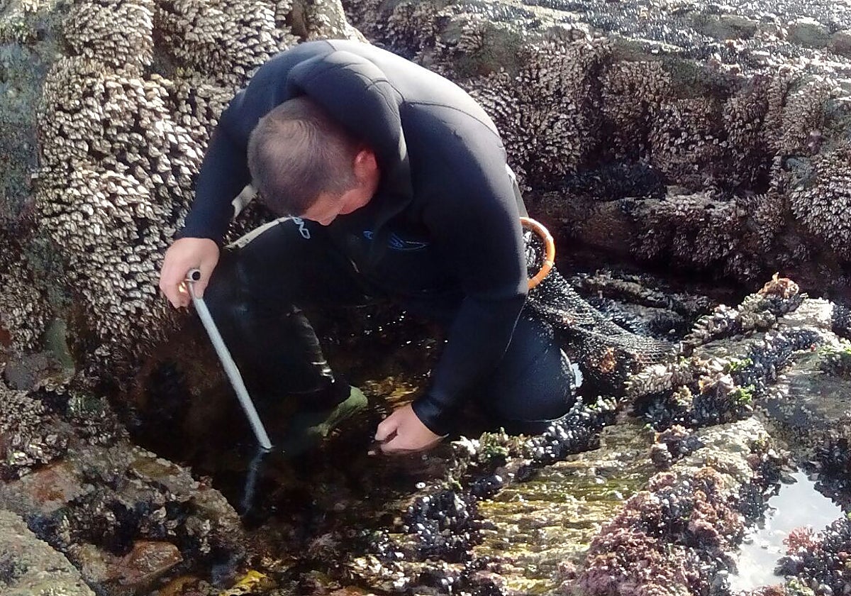 Un percebero en plena faena en un acantilado de Tapia de Casariego.
