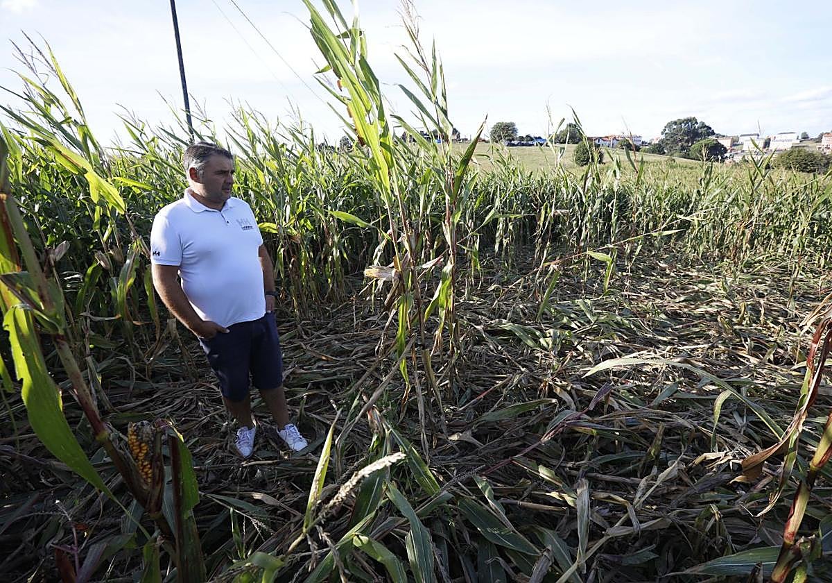 Emilio Corona observa los destrozos de los jabalíes en su plantación de maíz.