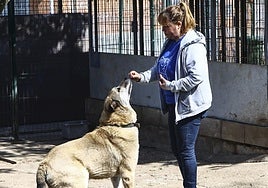 Una trabajadora y un perro en el albergue municipal.