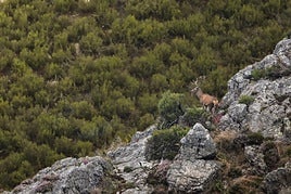 «El Bramido de la Montaña» es una propuesta creada por biólogos que ofrece la posibilidad no sólo de ver la berrea sino de comprenderla, entendiendo su potencia, su magia y su profundo significado.