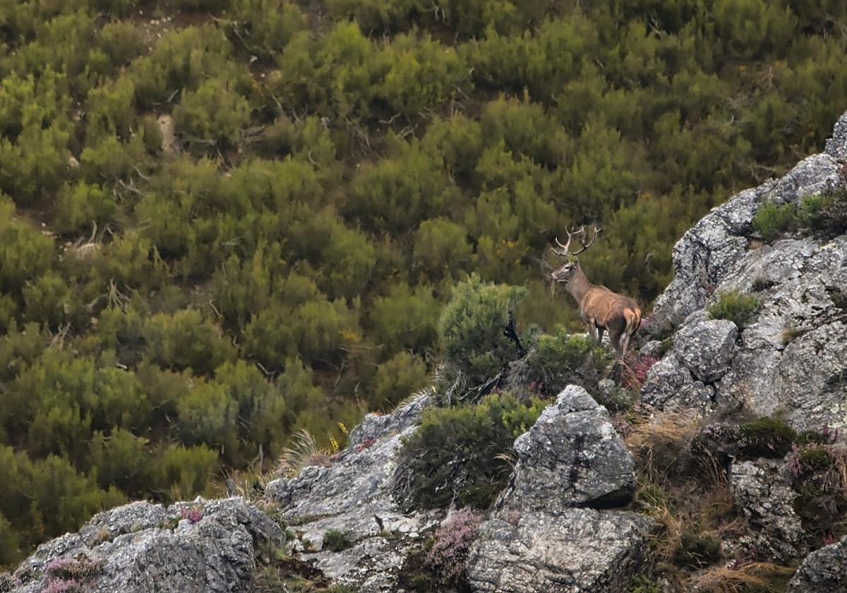 «El Bramido de la Montaña» es una propuesta creada por biólogos que ofrece la posibilidad no sólo de ver la berrea sino de comprenderla, entendiendo su potencia, su magia y su profundo significado.