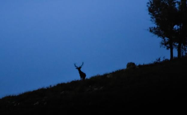 Rutas senderistas sencillas, de unas 4 horas de duración, aptas para toda la familia y enfocadas en disfrutar la berrea pero también aprender sobre los ciervos y el ecosistema en el que viven.