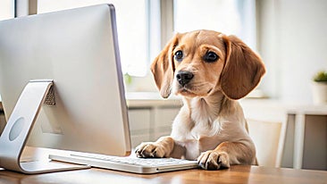 Dale un último homenaje a tu mascota fallecida