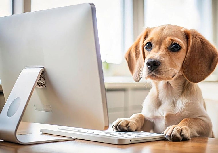 Dale un último homenaje a tu mascota fallecida