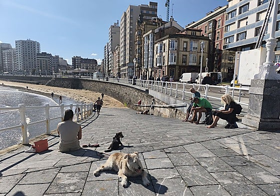 Perros disfrutando del sol en la rampa de la escalera 2 de la playa de San Lorenzo.