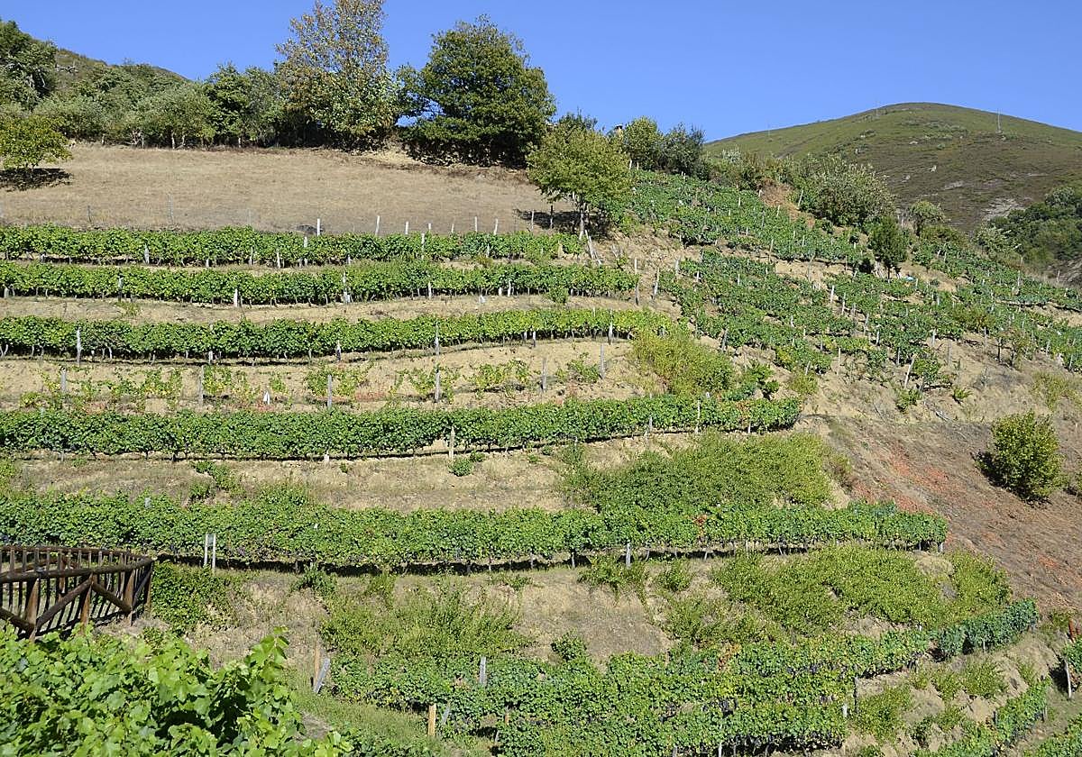 Un viñedo destinado al cultivo de uvas para Vino de Cangas.