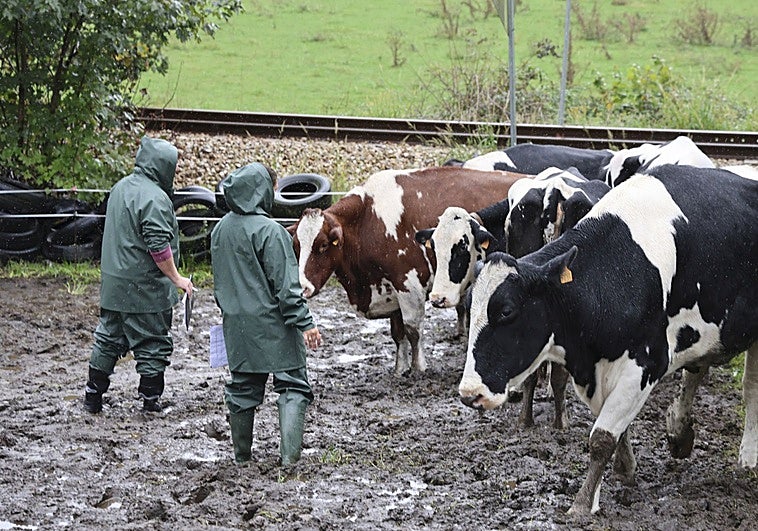 Los veterinarios de la Consejería de Medio Rural durante la inspección al ganado.