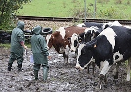 Los veterinarios de la Consejería de Medio Rural durante la inspección al ganado.
