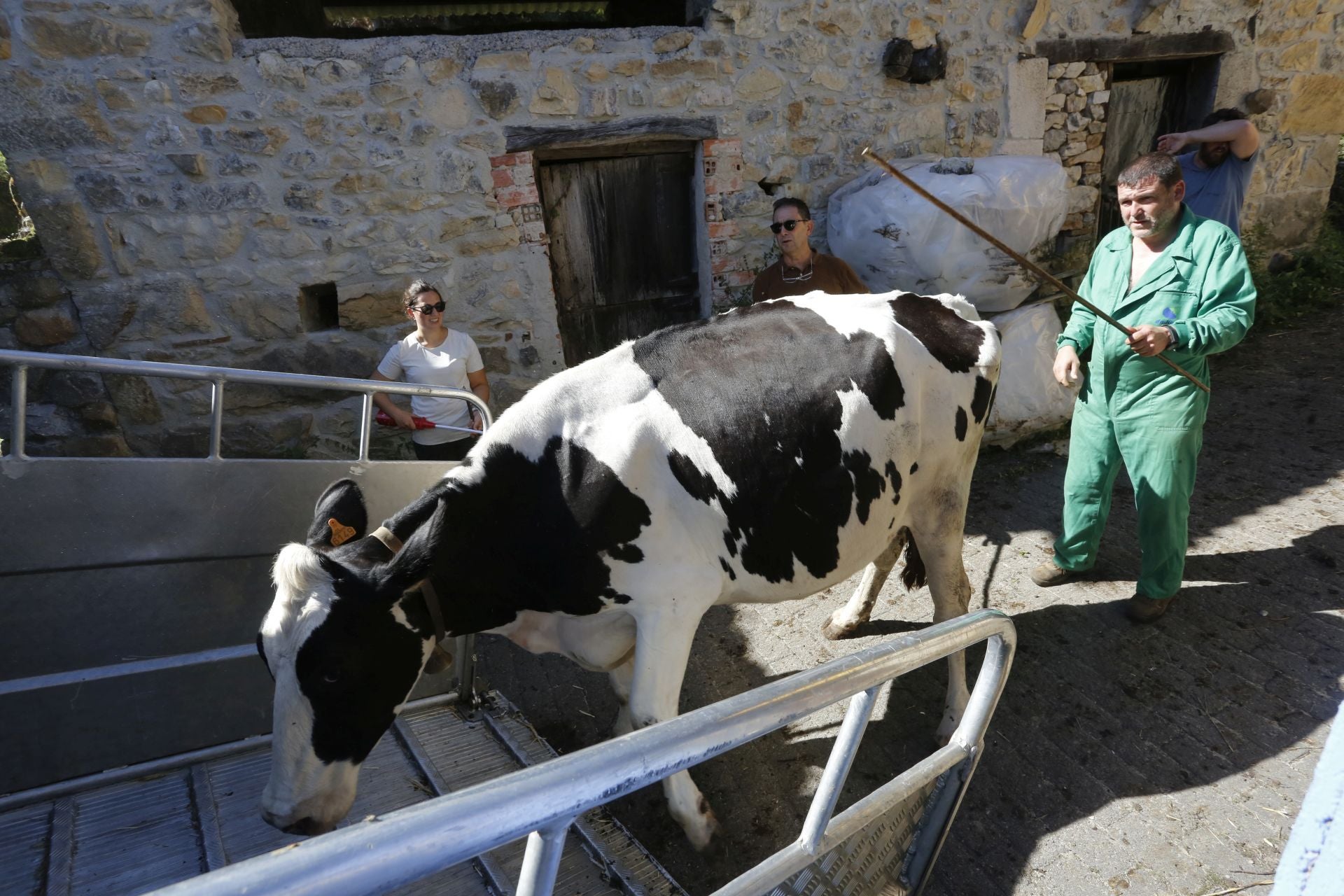 Requisan los animales del ganadero asesinado en Ribadesella, desatendidos por la viuda