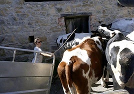 Los técnicos del Principado se llevan el ganado de Cuevas del Agua.