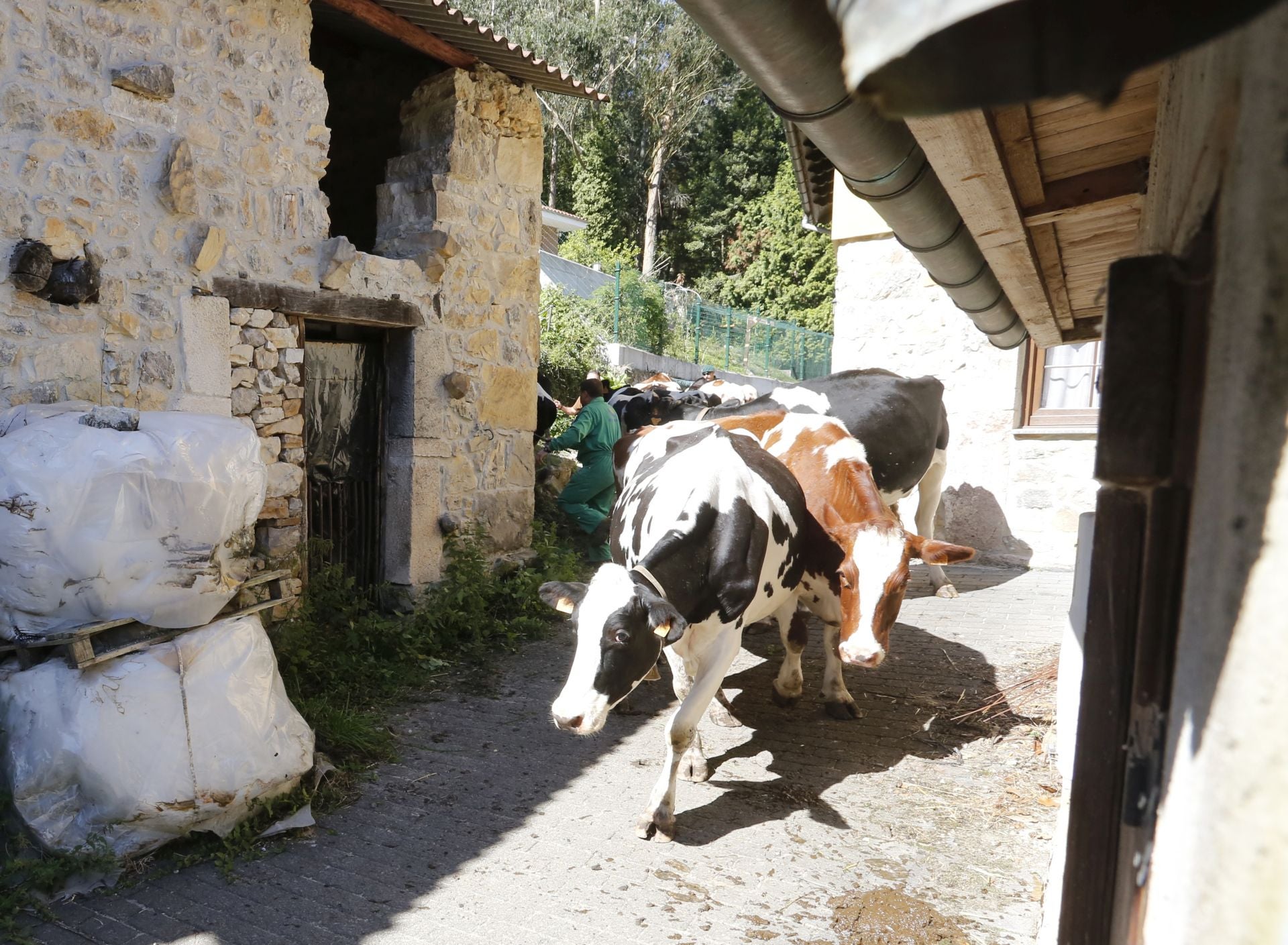 Requisan los animales del ganadero asesinado en Ribadesella, desatendidos por la viuda