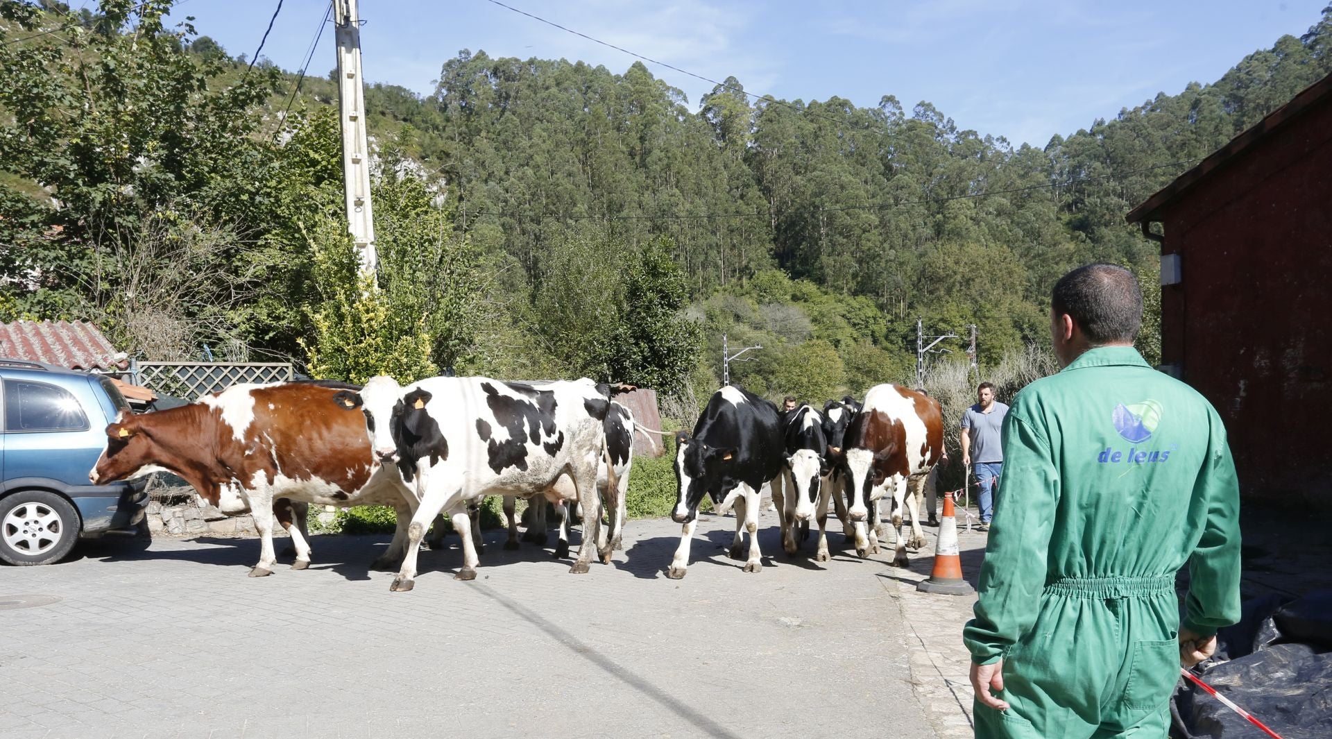 Requisan los animales del ganadero asesinado en Ribadesella, desatendidos por la viuda