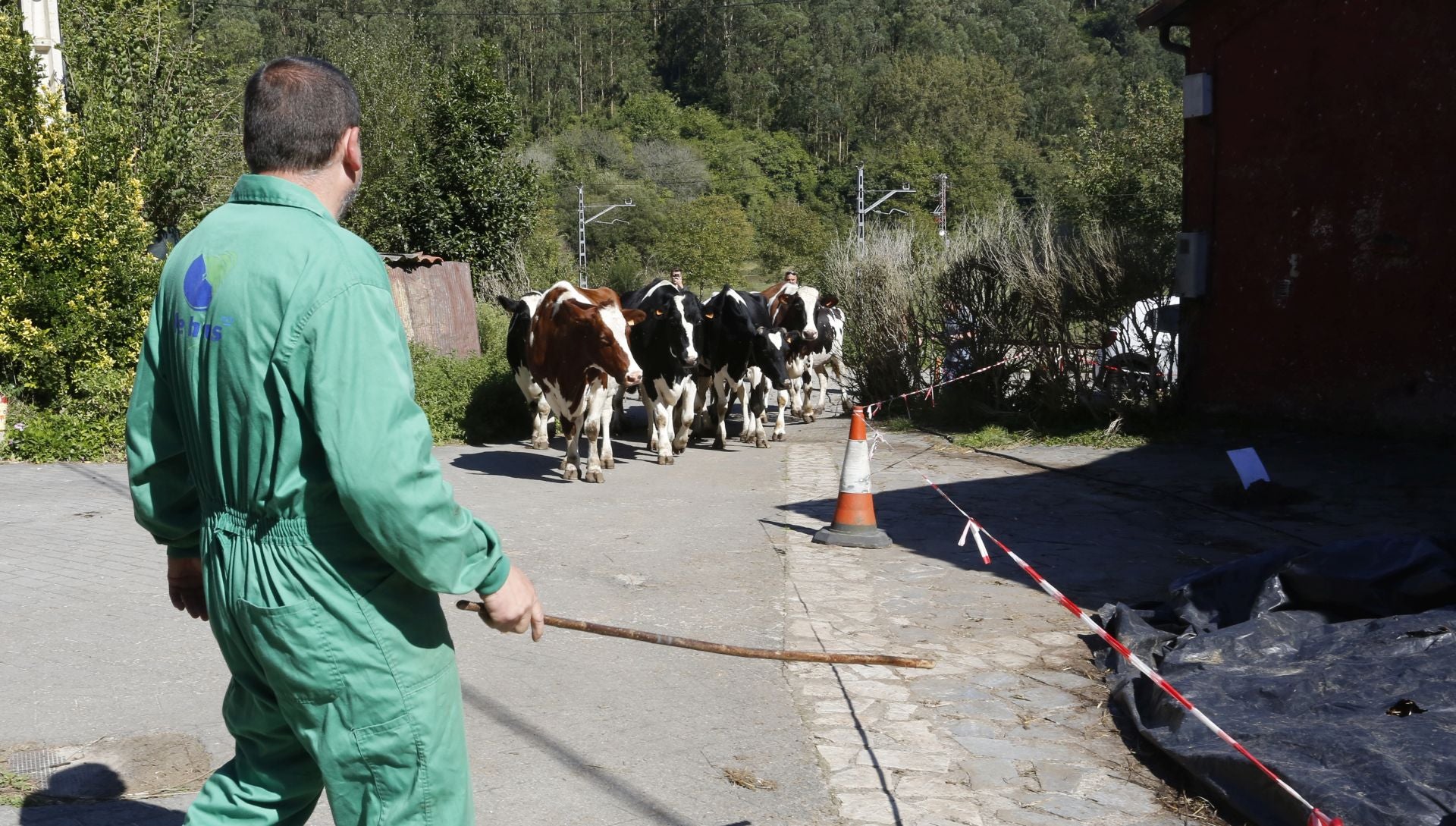 Requisan los animales del ganadero asesinado en Ribadesella, desatendidos por la viuda