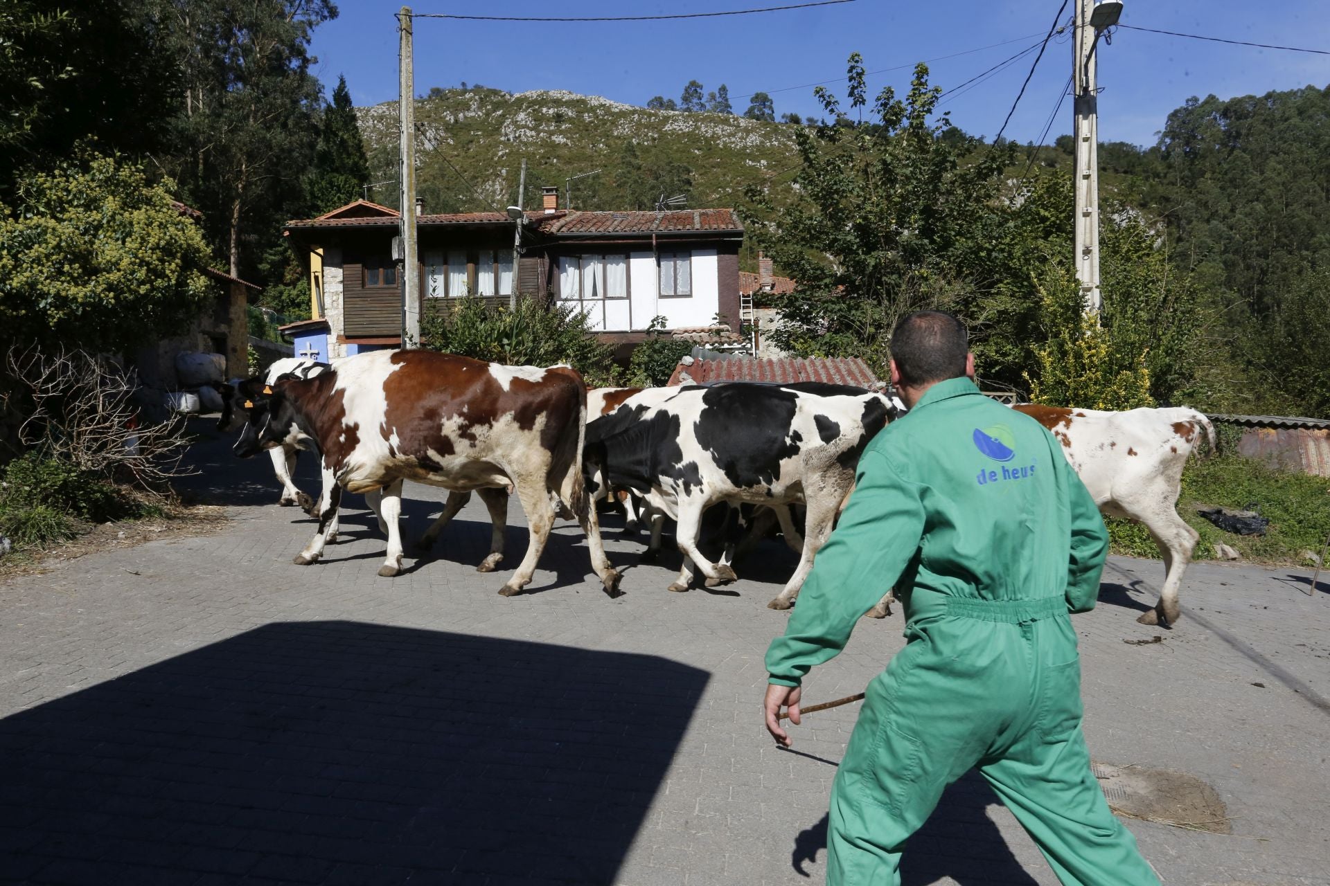 Requisan los animales del ganadero asesinado en Ribadesella, desatendidos por la viuda