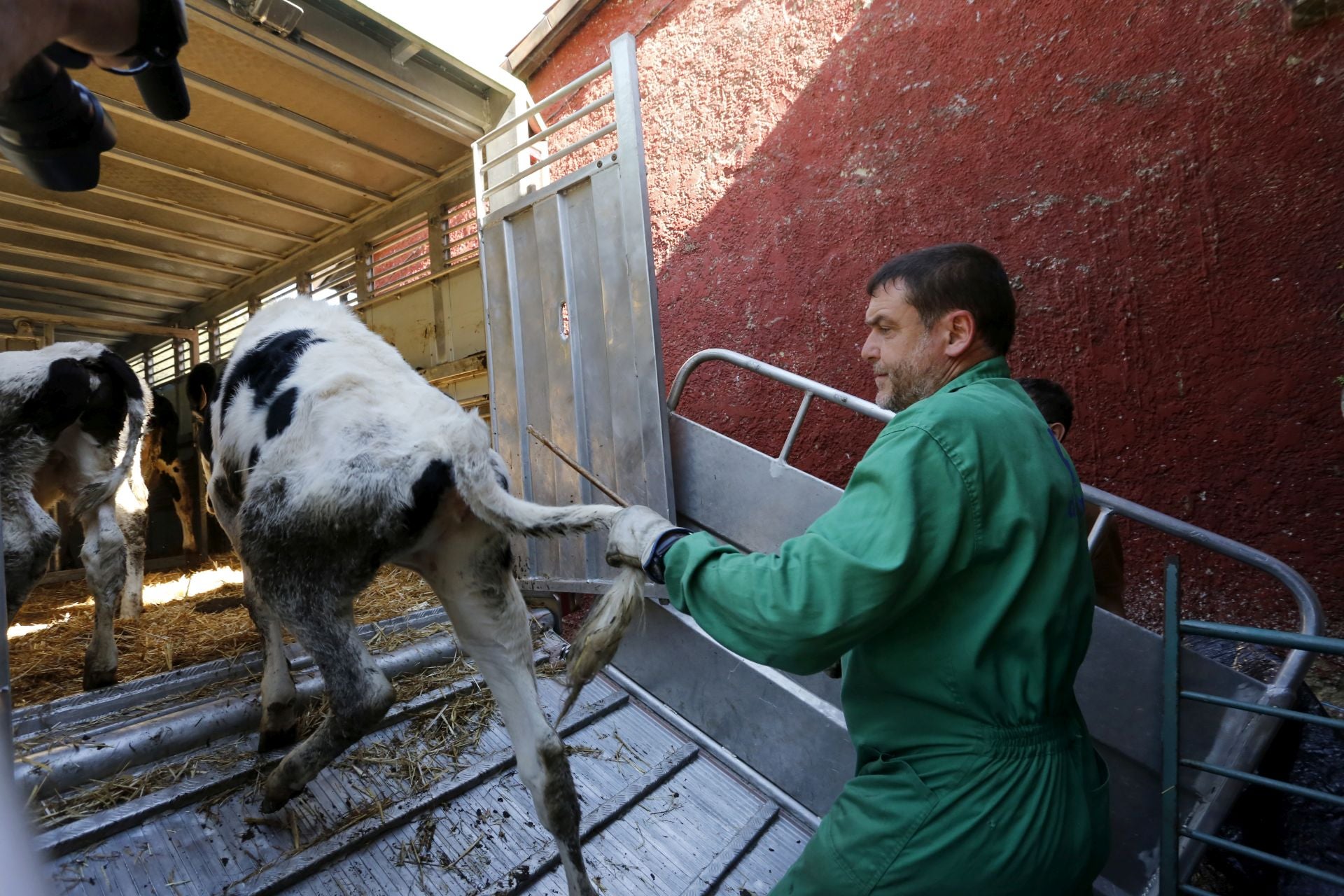 Requisan los animales del ganadero asesinado en Ribadesella, desatendidos por la viuda