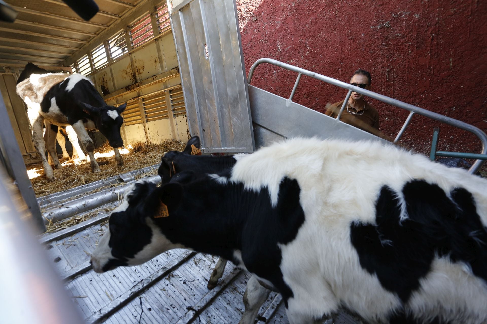 Requisan los animales del ganadero asesinado en Ribadesella, desatendidos por la viuda