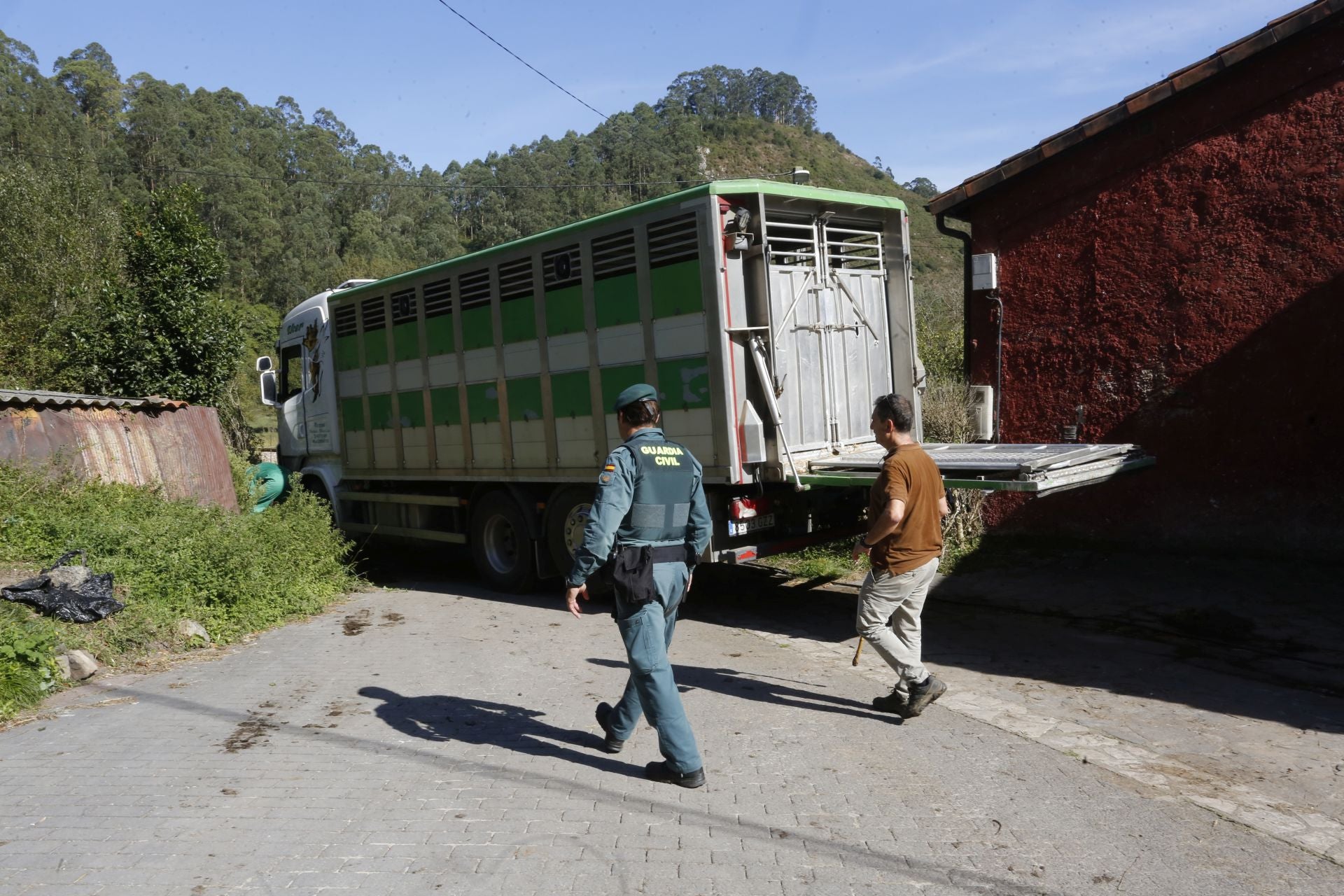 Requisan los animales del ganadero asesinado en Ribadesella, desatendidos por la viuda