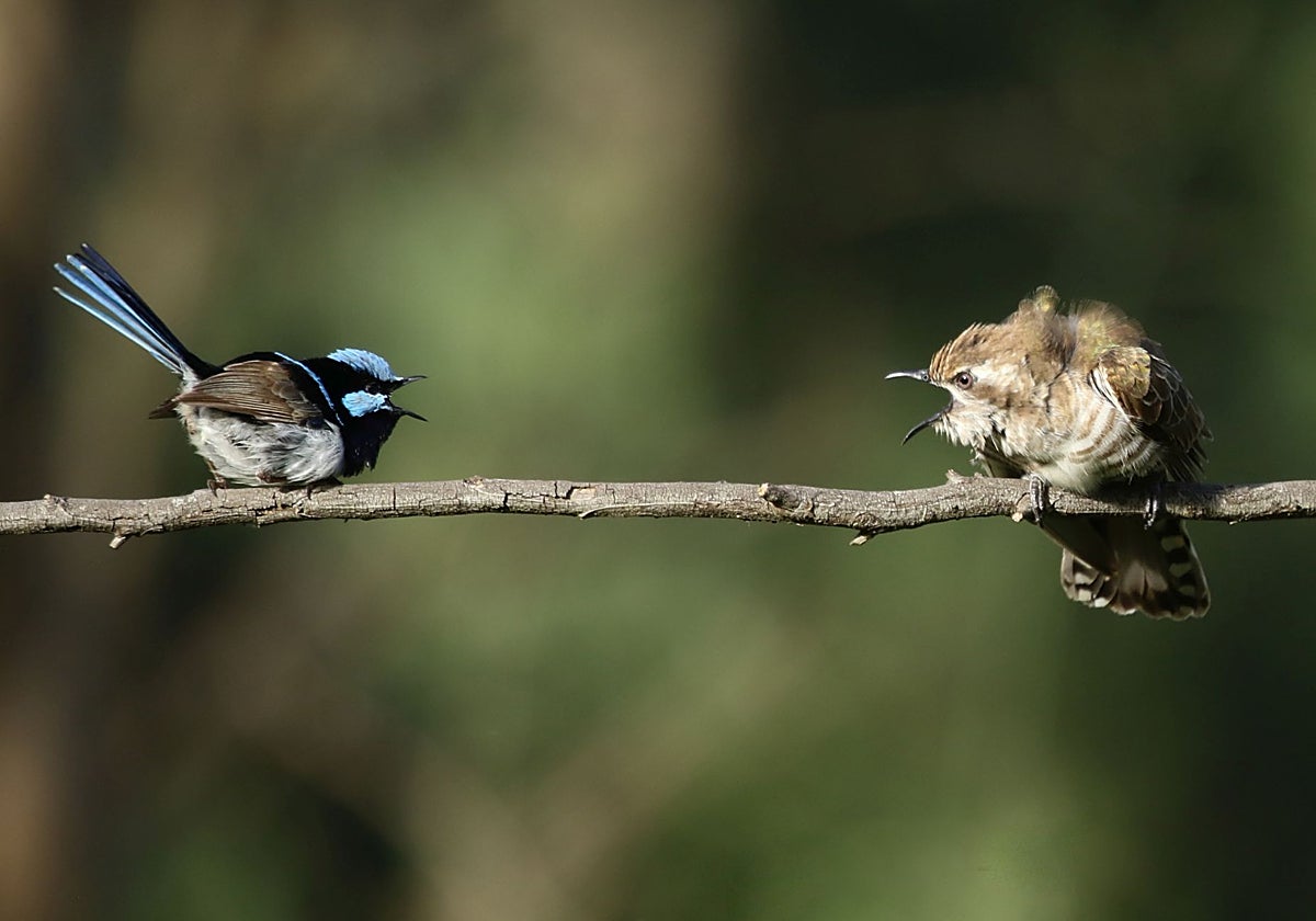 Macho de cuclillo de Horsfield, a la derecha, se enzarza con un macho de maluro soberbio.