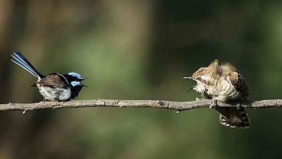 ¿Aprenden los pájaros a 'hablar'?