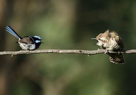 Macho de cuclillo de Horsfield, a la derecha, se enzarza con un macho de maluro soberbio.