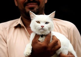 Los gatos pueden reducir la sensación de soledad y ofrecen compañía constante.