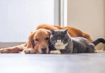 Elena Cuervo, abogada: «El mejor momento para decidir sobre tu mascota en caso de ruptura es cuando la pareja aún funciona»