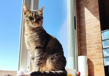 ¿Tu gato confía en ti? Responde a cinco preguntas para comprobarlo