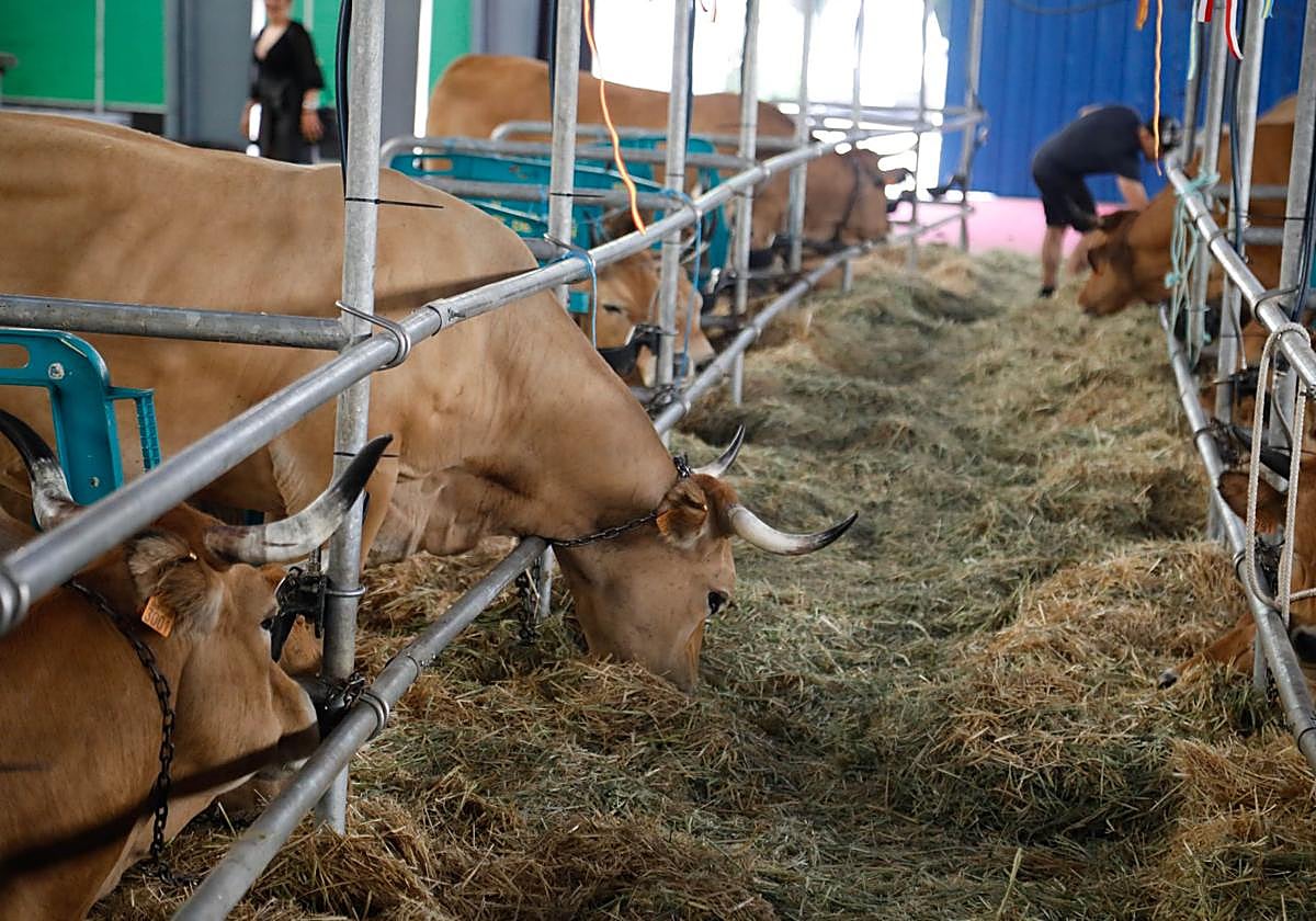 La Muestra de la Raza Asturiana de los Valles de Cangas del Narcea gana en animales