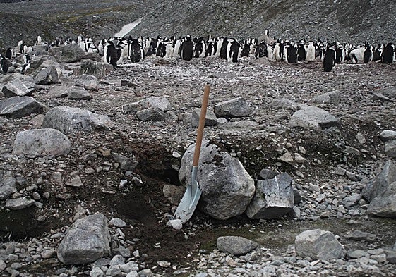 Pingüinera en la Antártida.