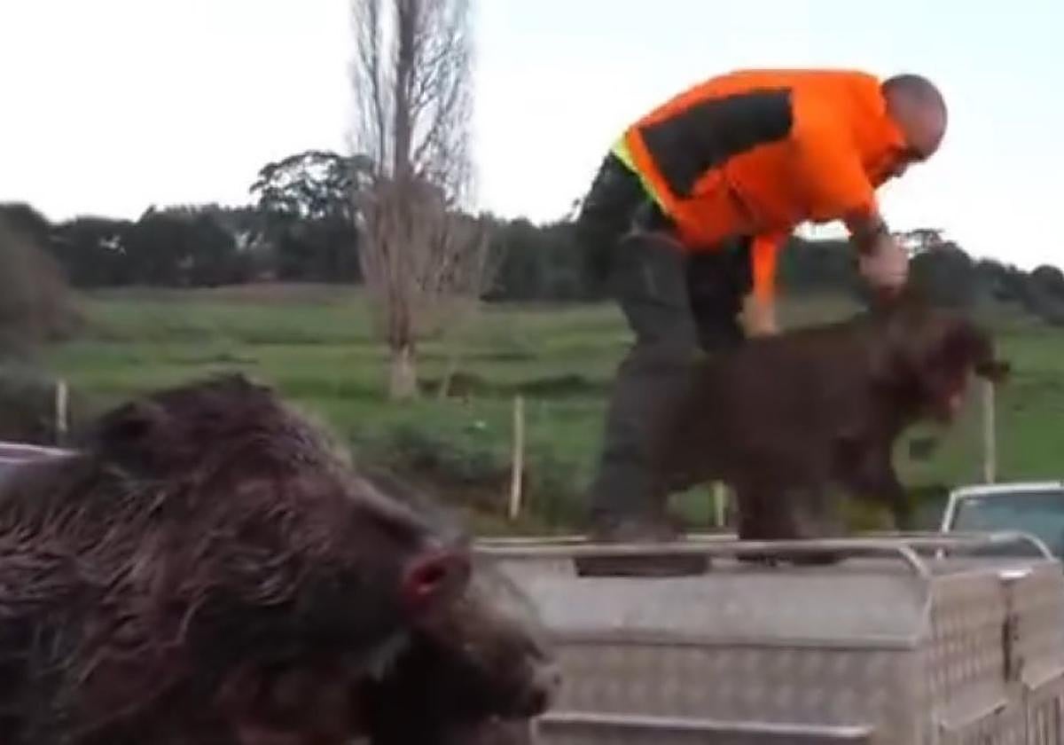 Un cazador coloca los jabalíes en los remolques.