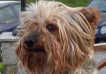 Descansa en paz, Poochie