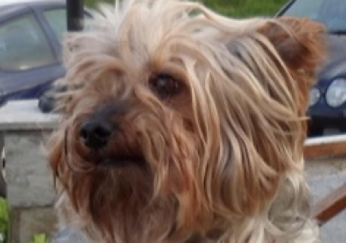 Descansa en paz, Poochie