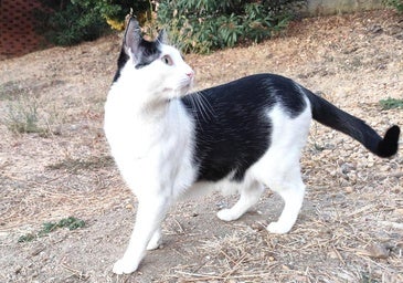 ¿Qué es el bulto que tienen algunos gatos en la barriga?