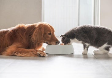 Arándanos, aceite de oliva y algarroba: los 'superalimentos' que cuidan la salud de tu mascota