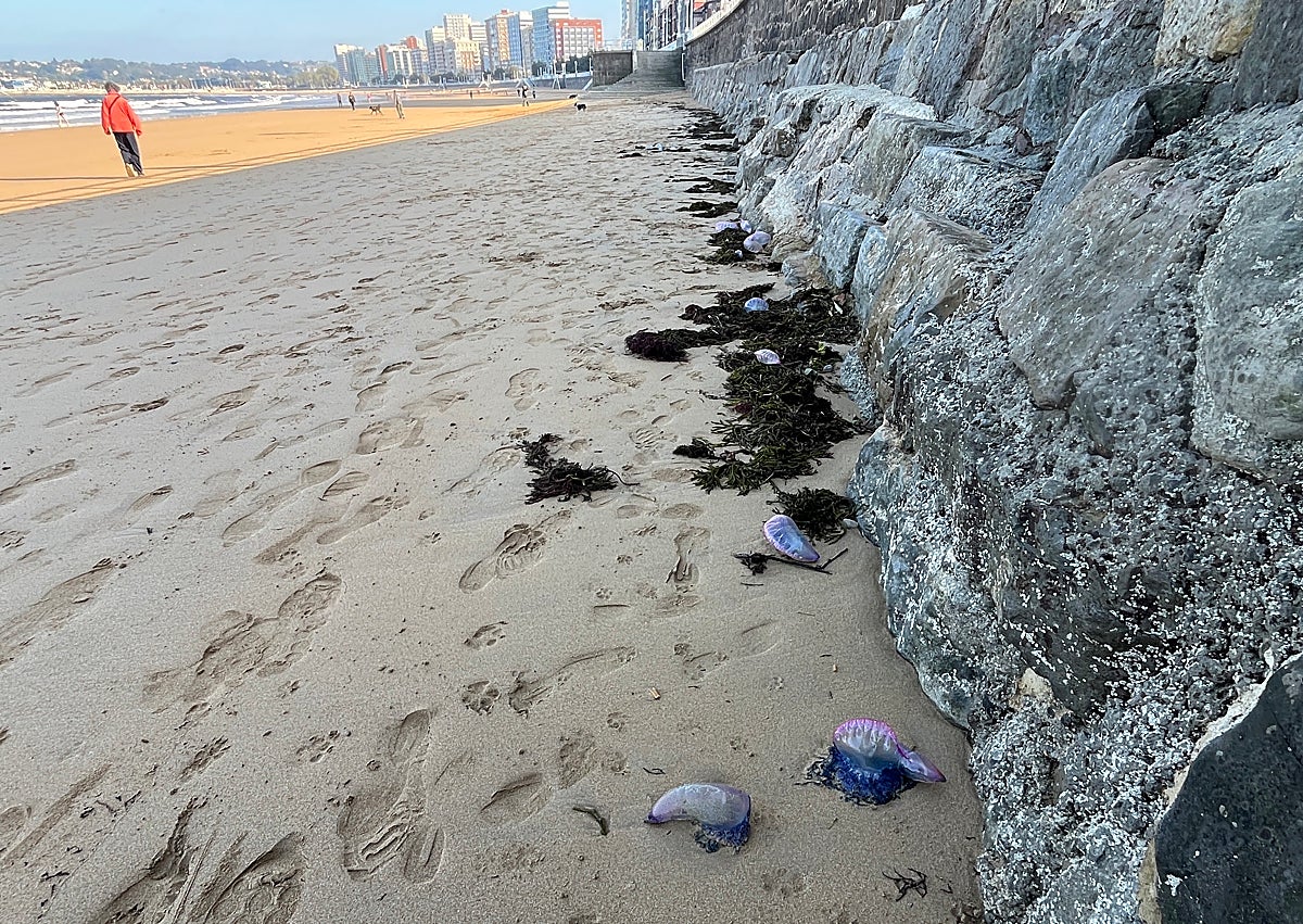 Imagen secundaria 1 - Carabelas portuguesas en el arenal de San Lorenzo.